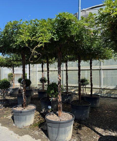 Wisteria Dachform kaufen