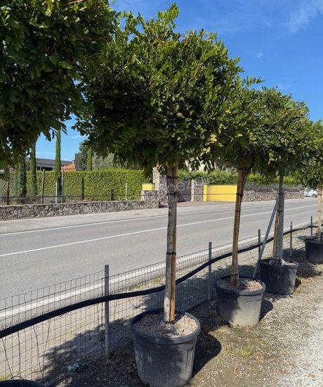 Wisteria hochstamm kaufen