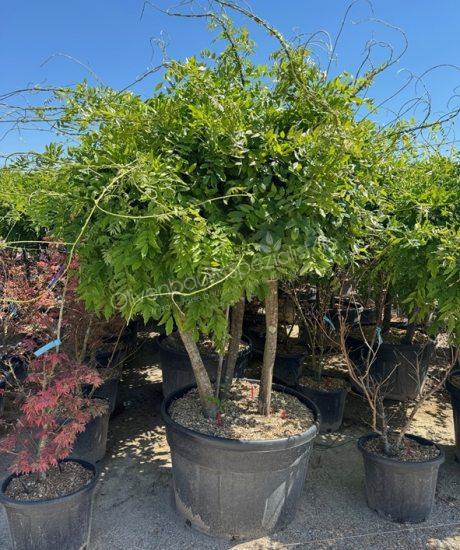 Wisteria Kurzstamm kaufen