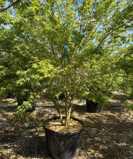 Acer palmatum 'Viride' kaufen Japanischer Ahorn