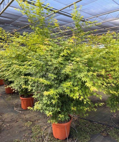Japanischer Ahorn kaufen Acer palmatum 'Viride'
