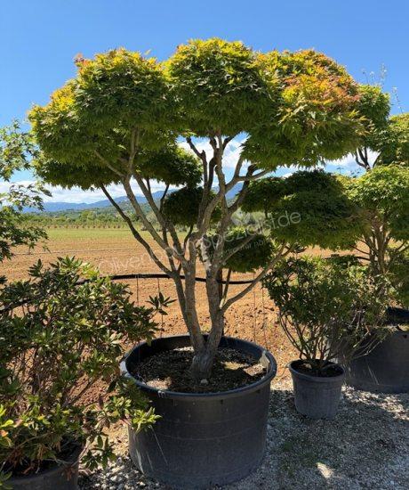 Japanischer Ahorn Bonsai kaufen Acer palmatum