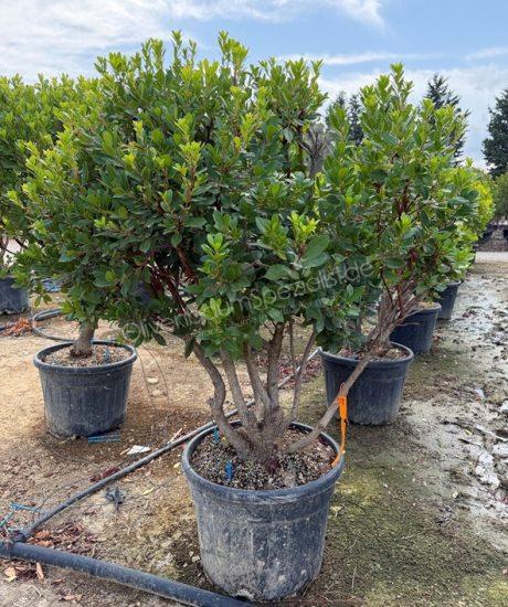 Arbutus unedo Mehrstammig kaufen Erdbeerbaum