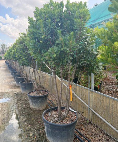 Arbutus unedo Mehrstammig kaufen Erdbeerbaum
