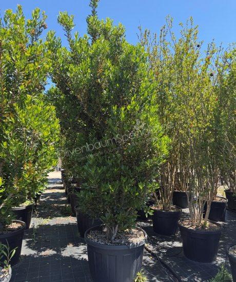 Erdbeerbaum Strauchform kaufen Arbutus unedo
