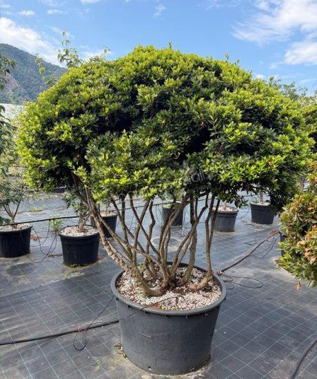 Azalea japonica Mehrstamm kaufen