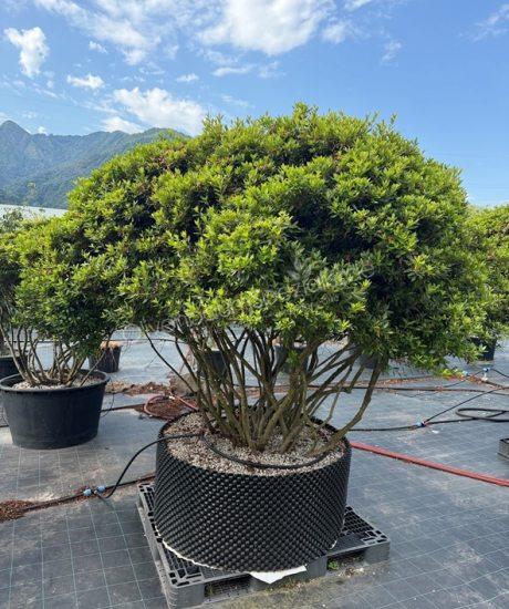 Azalea japonica Mehrstamm kaufen