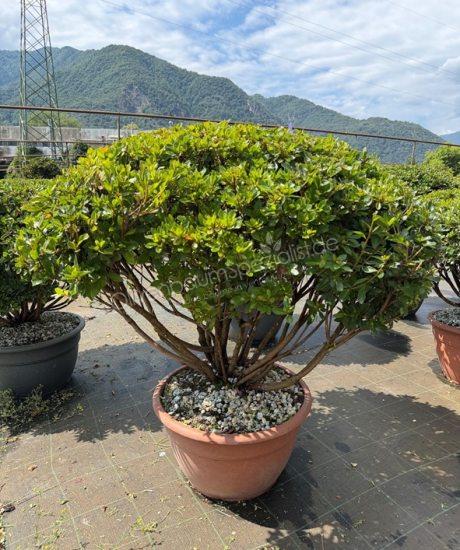 Azalea japonica Mehrstamm kaufen