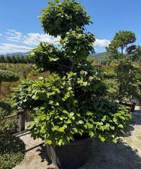 Camelia japonica bonsai kaufen