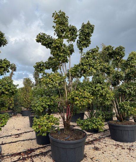 Camelia japonica bonsai kaufen