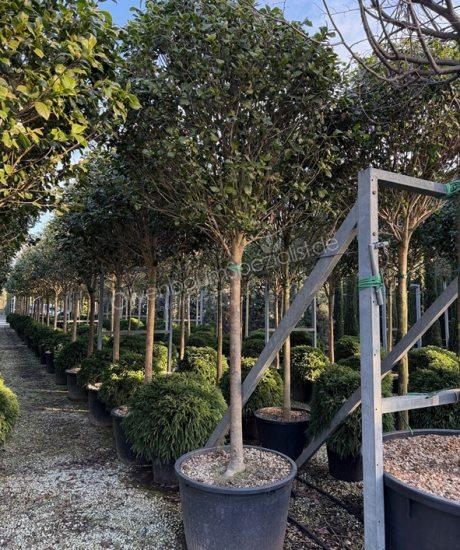 Camelia japonica Hochstamm kaufen