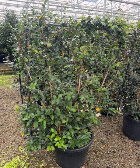 Camelia sasanqua Bodenspalier kaufen