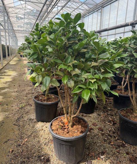 Camelia japonica Mehrstammig kaufen