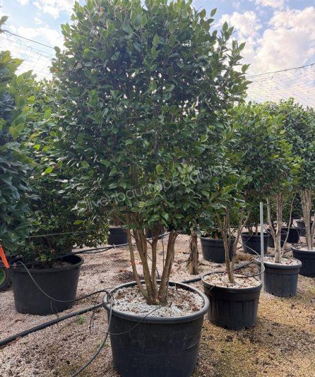 Camelia japonica Mehrstammig kaufen