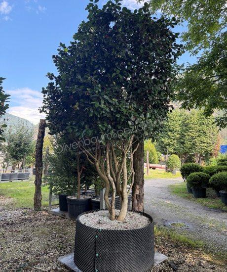 Camelia japonica Mehrstammig kaufen