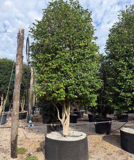 Camelia japonica Mehrstammig kaufen