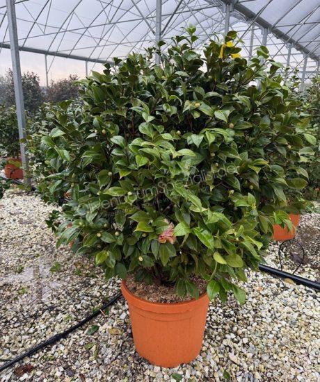  Camelia japonica strauch kaufen Camelia