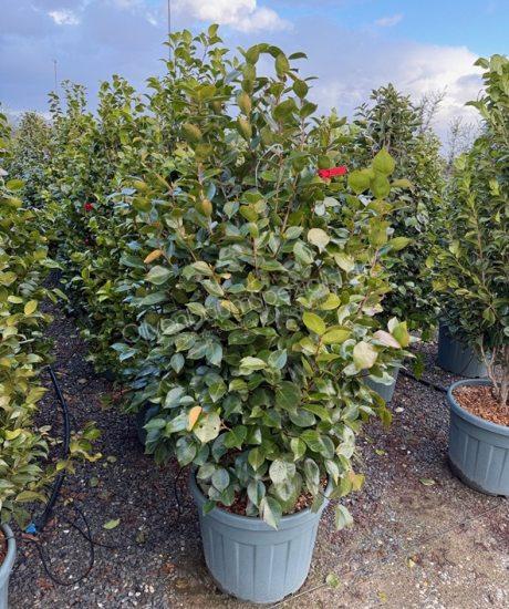  Camelia japonica strauch kaufen Camelia