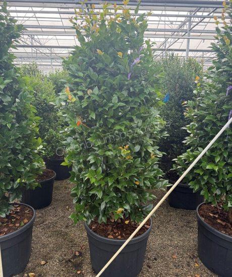 Camelia japonica strauch kaufen Camelia