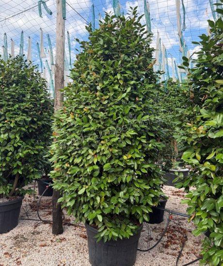 Camelia japonica strauch kaufen Camelia