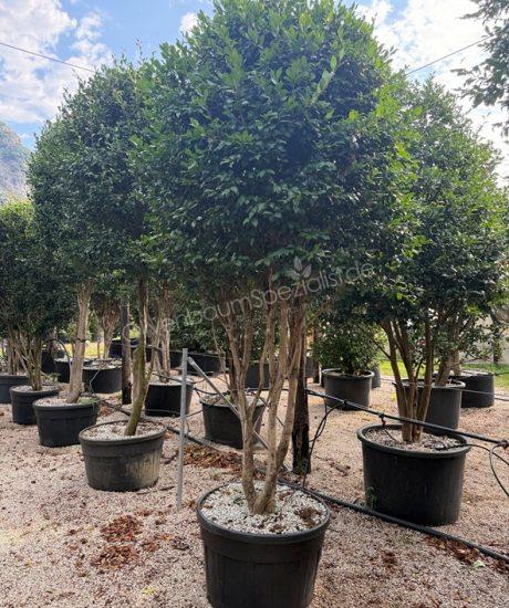 Camellia sasanqua mehrstamm