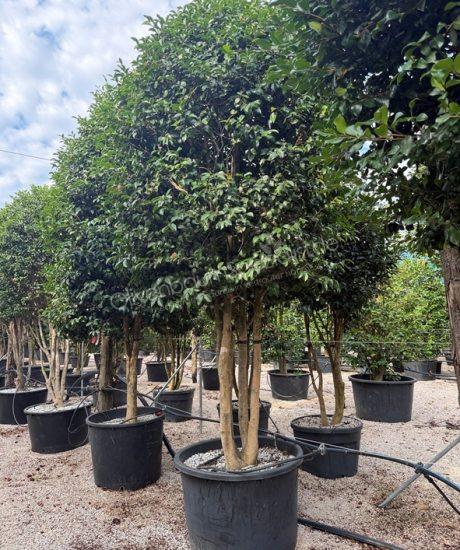 Camelia sasanqua Mehrstammig kaufen