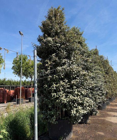 Elaeagnus ebbingei Strauchform Ölweide