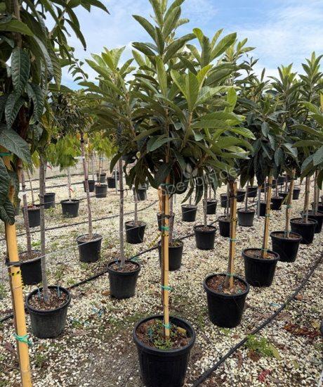 Eriobotrya japonica Kurzstamm kaufen Japanische Wollmispel