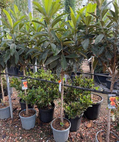 Eriobotrya japonica Kurzstamm kaufen Japanische Wollmispel