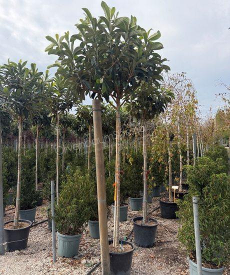 Eriobotrya japonica Hochstamm kaufen Japanische Wollmispel 