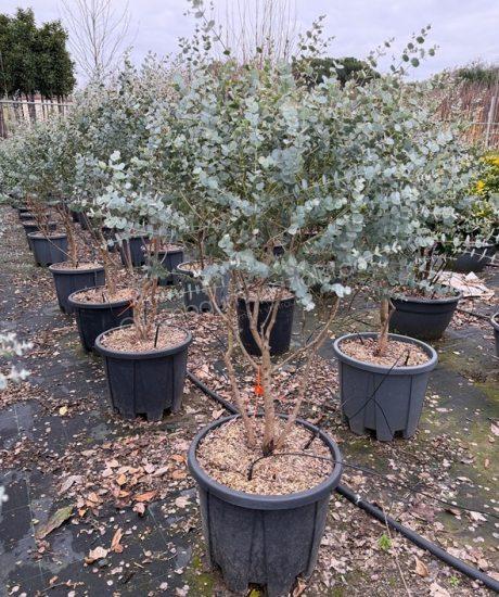 Eucalyptus Mehrstamm kaufen Eucalyptus gunnii 'Azura'