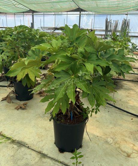 Fatsia japonica - Zimmeraralie kaufen