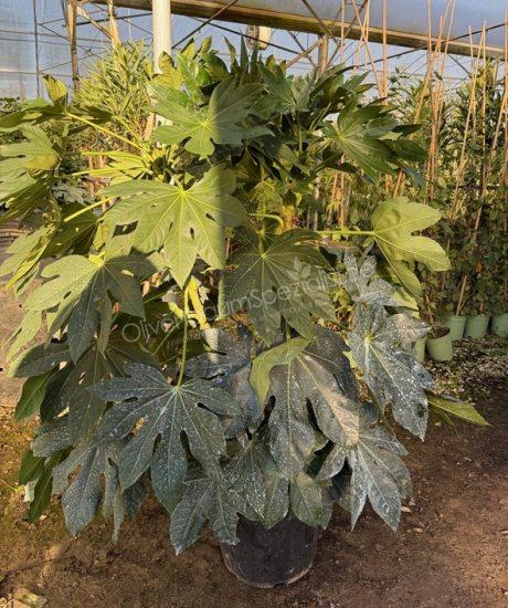 Fatsia japonica - Zimmeraralie kaufen