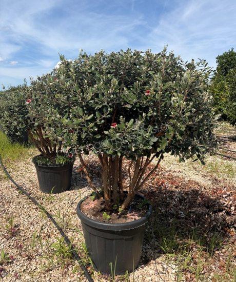 Feijoa sellowiana Mehrstamm kaufen