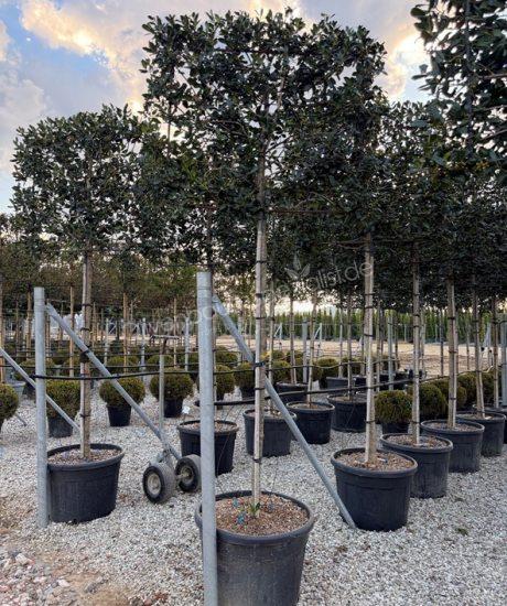 Stechpalme Spalier kaufen Ilex 'Nellie Stevens'