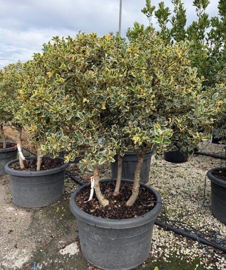 Ilex aquifolium 'Variegatum' Mehrstamm kaufen