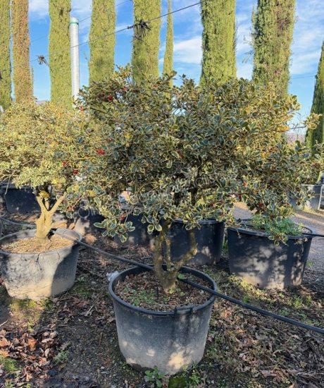 Ilex aquifolium 'Aureomarginata' Mehrstamm kaufen