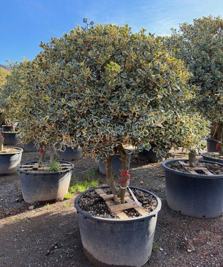 Ilex aquifolium 'Aureomarginata' Mehrstamm kaufen