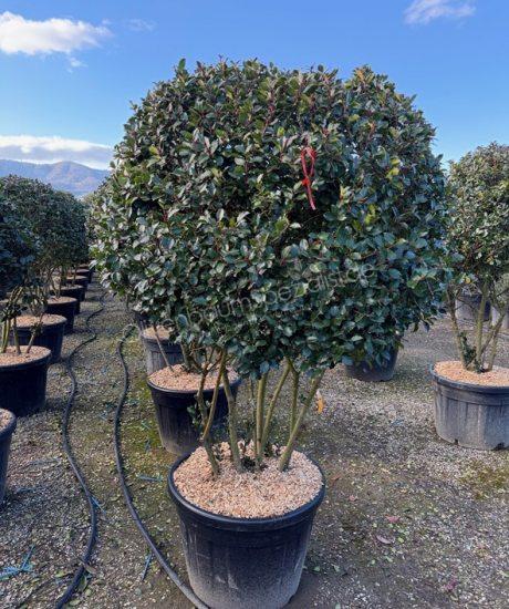 Ilex meserveae 'Blue Prince' Mehrstämmig kaufen