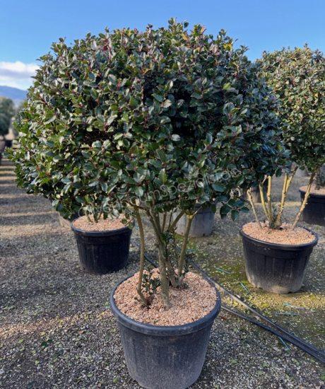Ilex meserveae 'Blue Prince' Mehrstämmig kaufen
