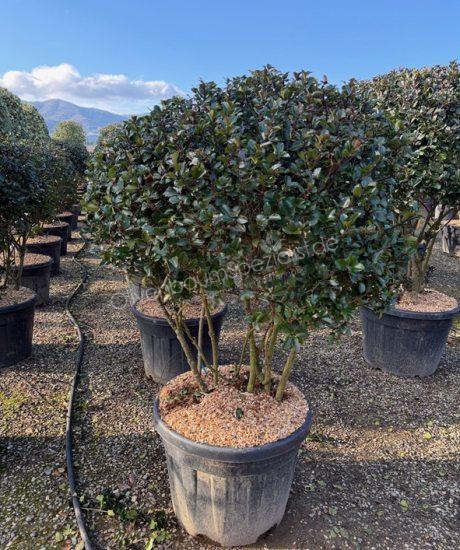 Ilex meserveae 'Blue Prince' Mehrstämmig kaufen