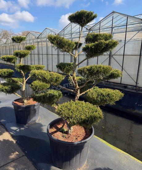 Juniperus media 'Mint Julep' bonsai kaufen