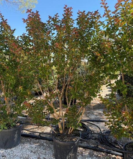 Lagerstroemia indica Mehrstammig Kreppmyrte