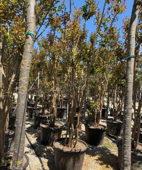 Lagerstroemia indica Mehrstammig Kreppmyrte
