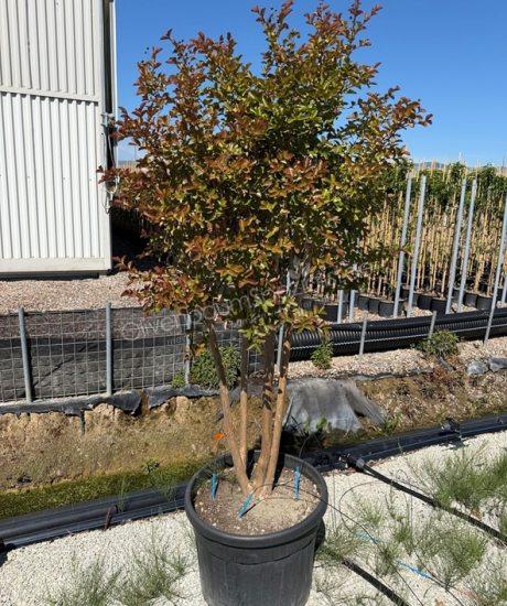 Kreppmyrte Mehrstammig kaufen Lagerstroemia indica