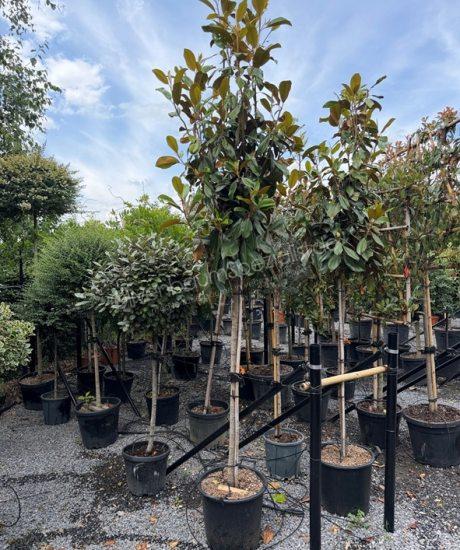 Magnolia grandiflora 'Goliath' Kurzstamm kaufen immergrüne Magnolie