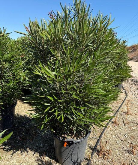 Nerium oleander kaufen Oleander