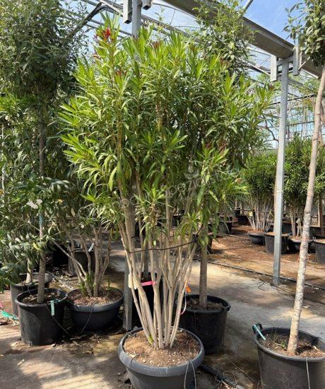 Oleander kaufen Nerium oleander