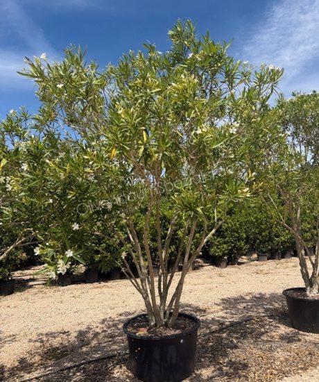Nerium oleander Mehrstamm kaufen Oleander