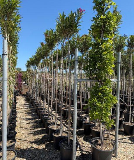 Nerium oleander kaufen Oleander Hochstamm